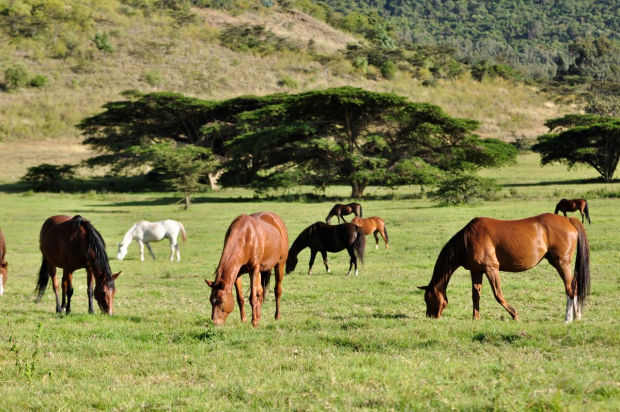 Grundstück der Pferderanch in Tansania