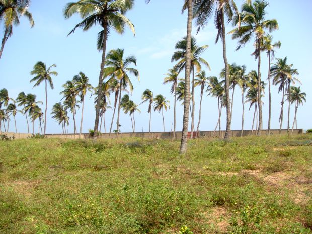 Benin Grundstck am Meer und Togbin Beach mit Palmen