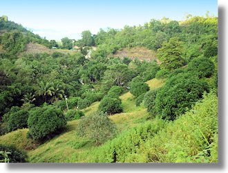 Mindanao Butuan Grundstück mit Mangobäumen