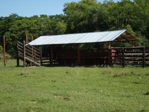 Rinder Farm in Paraguay