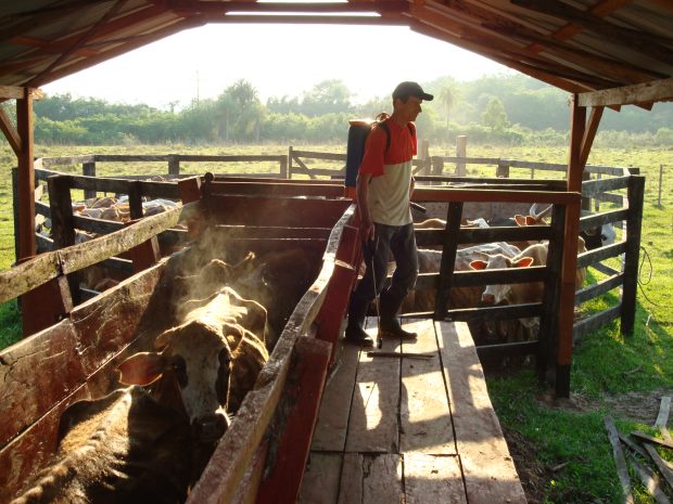 Ranch mit Rindern bei Coronel Oviedo Paraguay