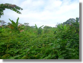 Grundstck Urwald Regenwald Waldgrundstck in Puerto Maldonado Peru