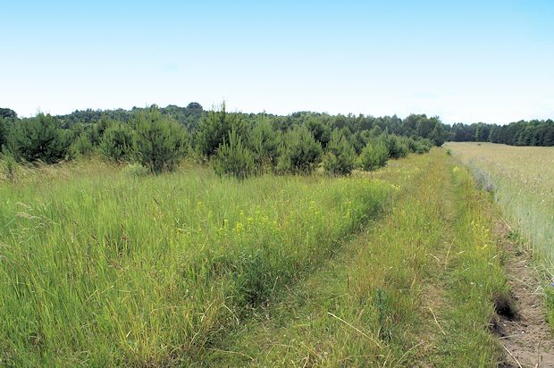 Grundstck vom Ferienhaus in Zawiercie Polen