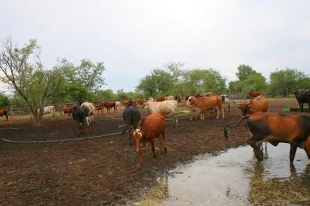 Viehfarm Cattle-Ranch in Botswana