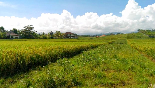 Baugrundstck auf Bali Jembrana