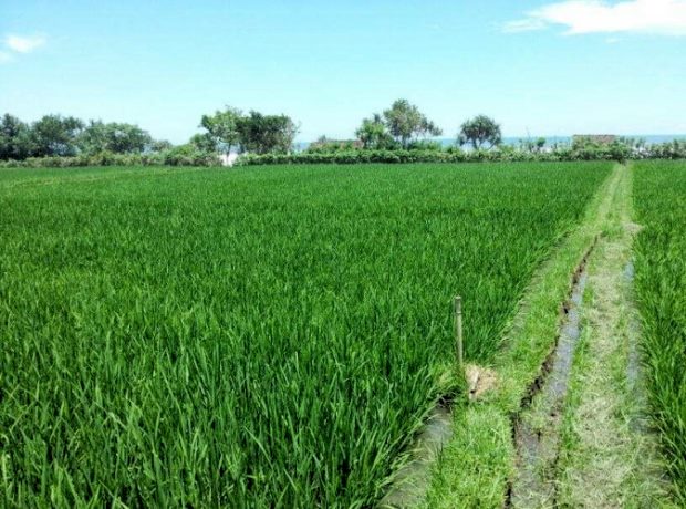 Baugrundstck Jembrana