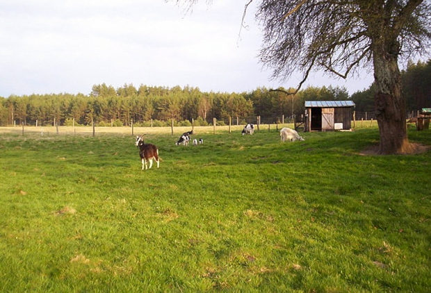 Weideland zum Einfamilienhaus bei Bytow Weideland zum Einfamilienhaus bei Bytow