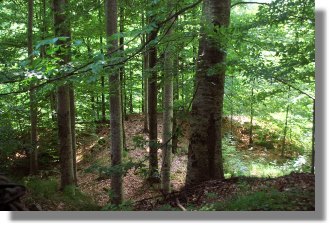 Wald zum Kaufen in Rumnien Kreis Buzau