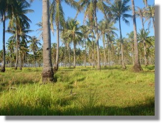 Palawan Grundstücke für Häuser und Villen