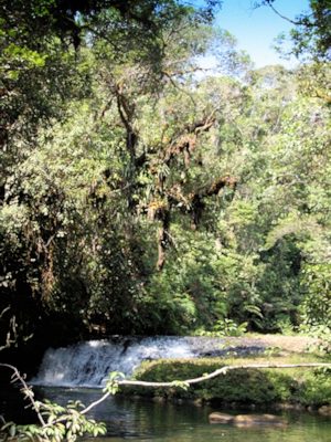 Regenwald mit Fluss in Ecuador zum Kaufen