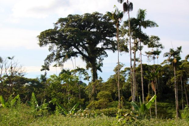 abgeholztes Waldgrundstck in Ecuador zum Kaufen