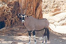 Oryx Antilopen der Ranch