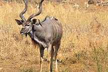 Kudu Antilopen im Resort