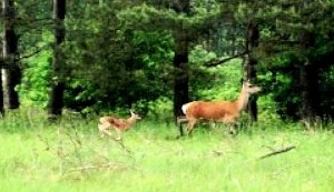 Bewohner vom Grundstck