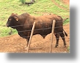 Immobilien Argentinien vom Immobilienmakler Rinderfarmen Cattle Ranches Farmen
