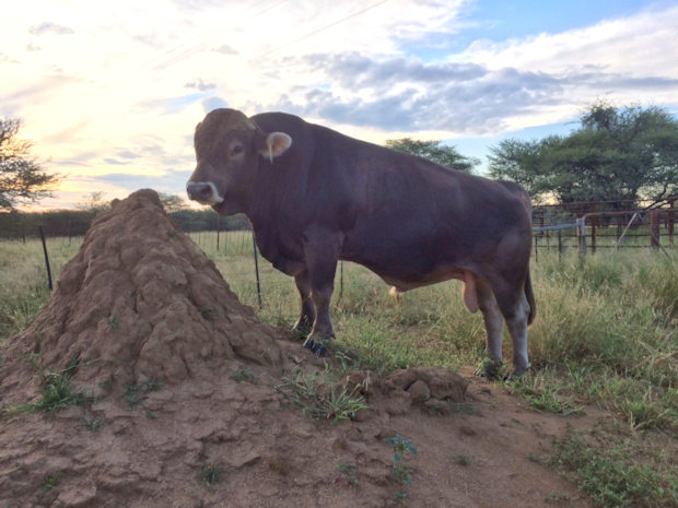 Rinderfarm in Namibia zum Kaufen