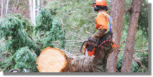 Forstbetrieb in British Columbia