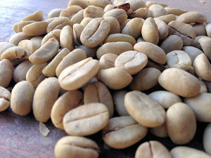 Kaffeebohnen der Kaffeeplantage
