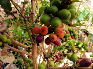 Naturgrundst�ck mit Kaffeepflanzen