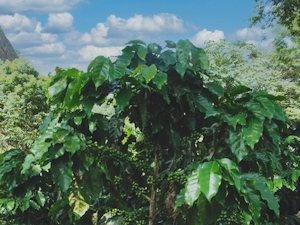 Arabica in Bolivien