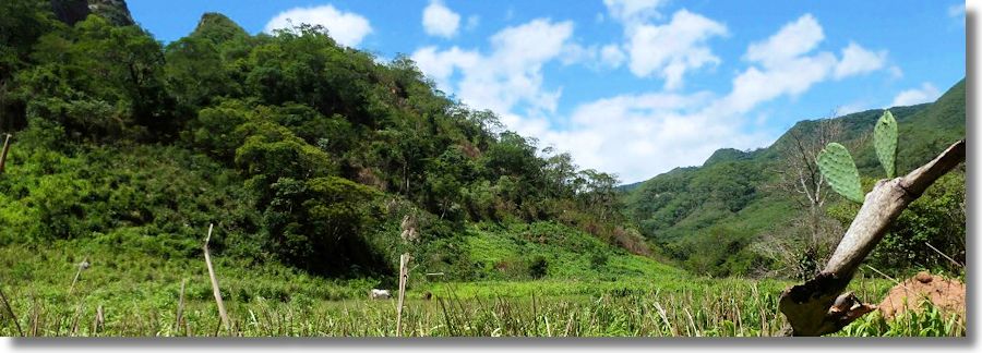 Grundst�ck Farm Plantage Kaffeeplantage in Bolivien kaufen vom Immobilienmakler