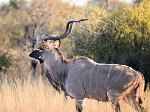 Tierwelt im Naturreservat Sdafrikas