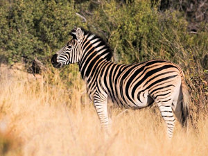 Zebras auf dem Grundstck