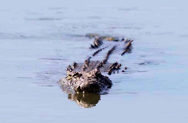 Krokodile im Wildreservat des Grundstckes