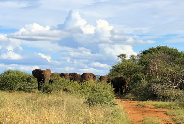 Elefanten durchwandern das Grundstck