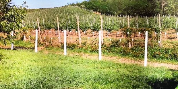 Weinberge vom Weingut in Rumnien