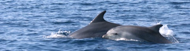 Delphine die maritimen Bewohner der Insel Male Orjule