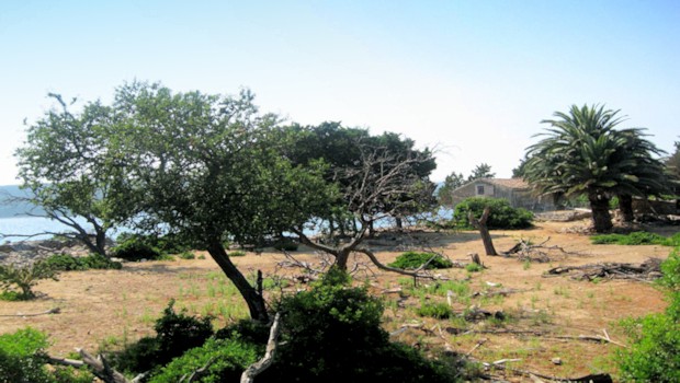 Insel Male Orjule mit Palmen und Olivenbäumen