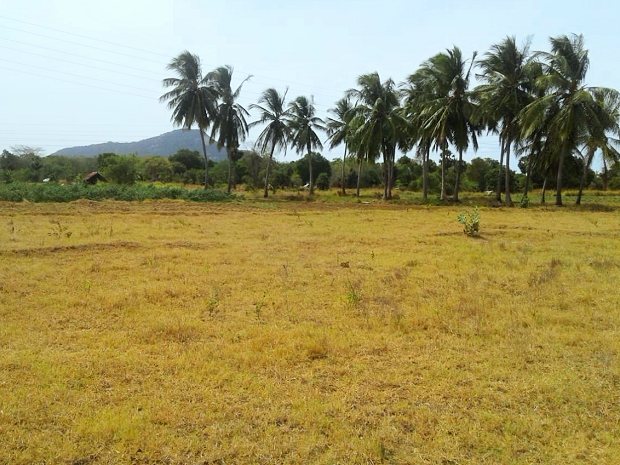 Farm in Sri Lanka zum kaufen