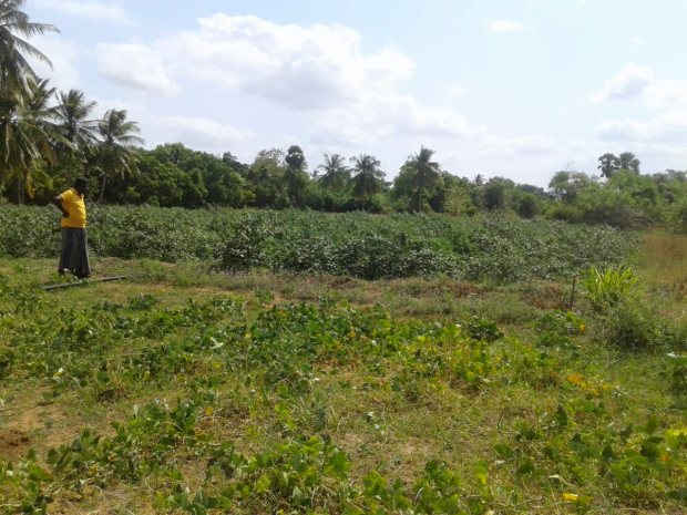 Farmland in Sri Lanka zum Kaufen