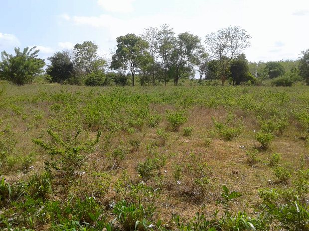 Farmland bei Anradhapura Sri Lanka zum Kaufen