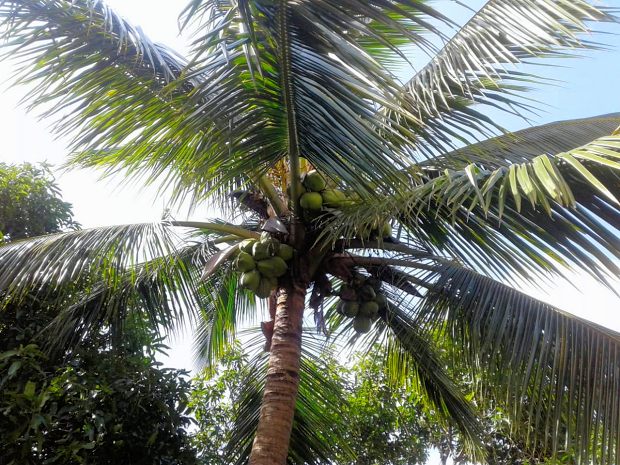 Kokospalmen auf dem Farmland