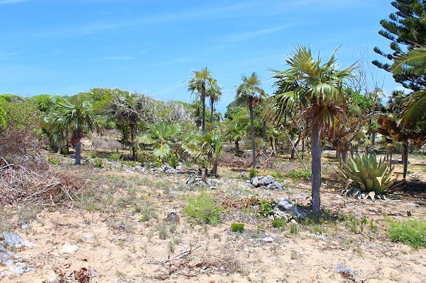 Bauland mit vorhandenem Baumbestand Palmen