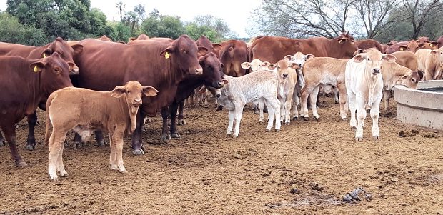 Rinderzucht der Rinderfarm in Paraguay
