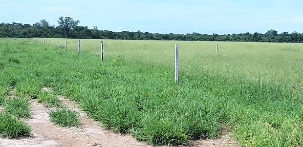 Agrarland der Rinderfarm in Paraguay