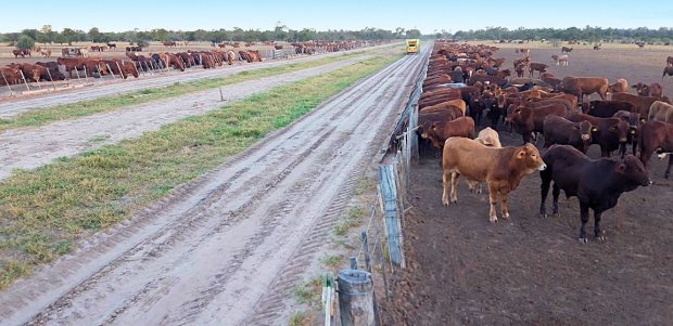 Rinderzucht der Cattle Ranch in Paraguay