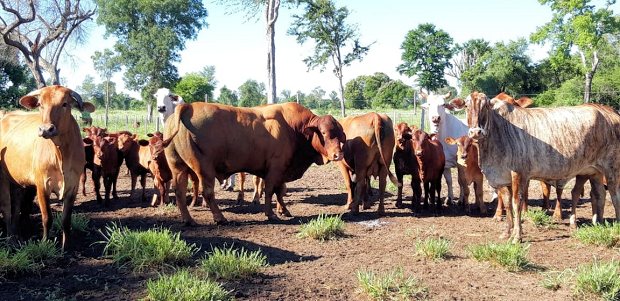 Rinderhaltung in Paraguay