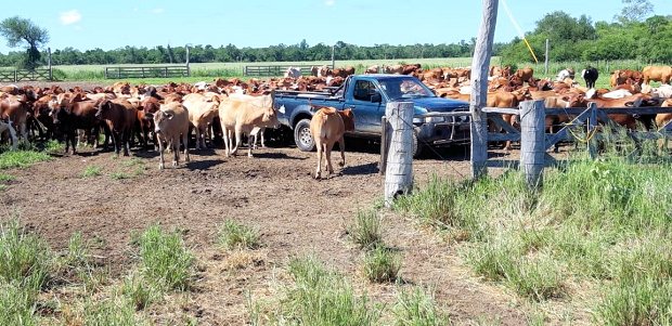 Cattle Ranch in Paraguay zum Kaufen
