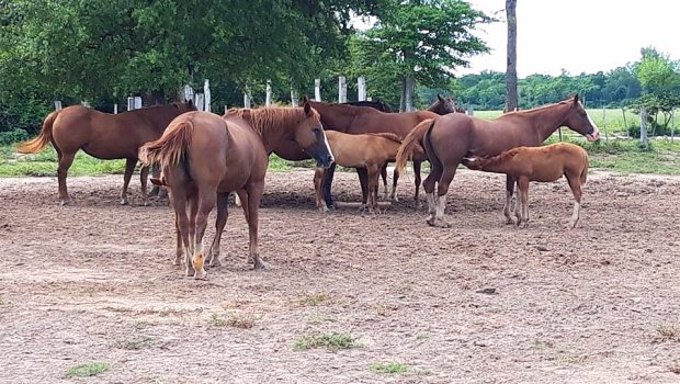Pferdezucht der Rinderfarm im Alto Paraguay