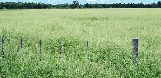 Grasland der Cattle Ranch im Alto Paraguay