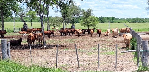 Rinder der Cattle Ranch