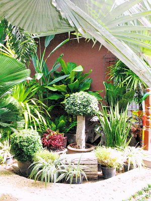 tropischer Garten vom Einfamilienhaus