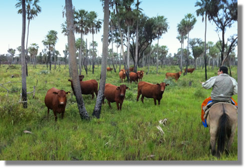 Rinderfarm im Presidente Hayes in Paraguay zum Kaufen