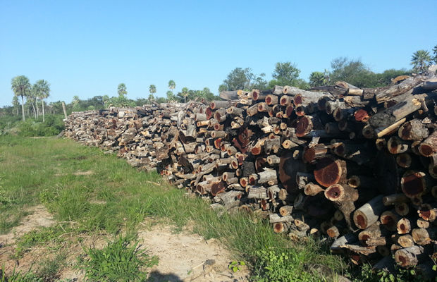 Holz der Estancia für die Produktion von Holzkohle