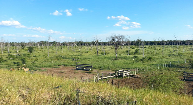 Weideland der Rinderfarm Estancia in Paraguay