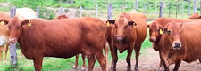 Rinder der Rinterzucht in Presidente Hayes Paraguay zum Kaufen